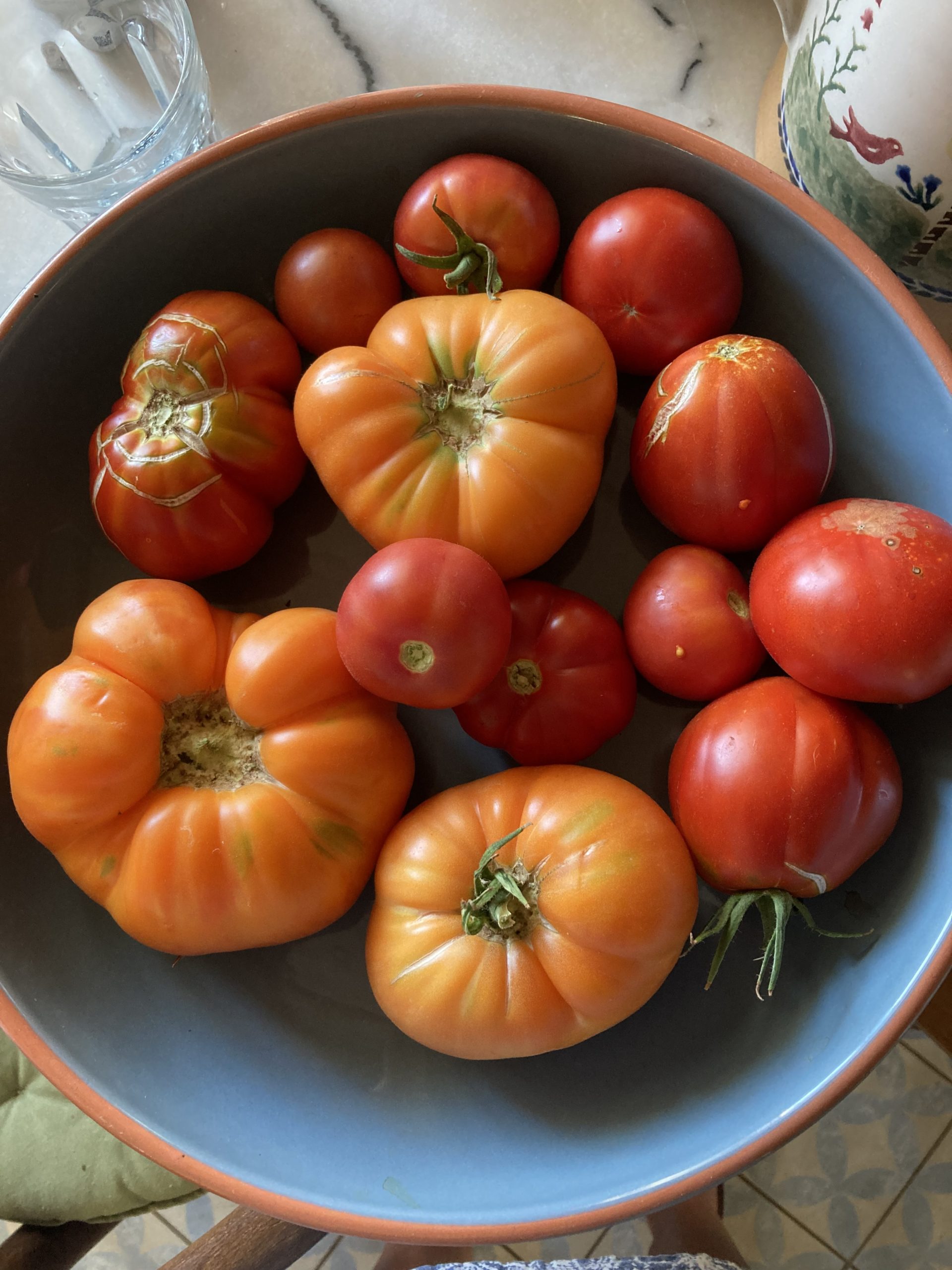 Tomates prêtes pour la récolte des graines